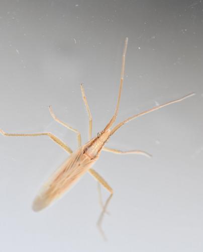 Réf. 249 622 : Stenodema laevigata